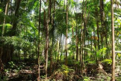 Comunidade do Maracanã recebe curso para recuperar juçarais e preservar biodiversidade
