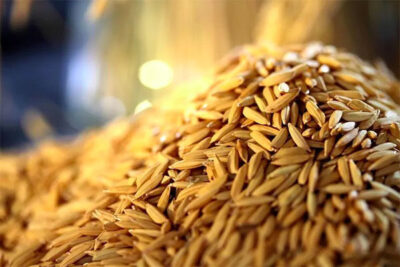 SAF divulga resultado final para o Programa Arroz da Gente
