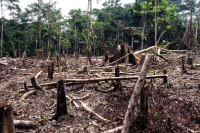 Amazônia perdeu em abril uma área equivalente à cidade de Belo Horizonte