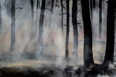 Descoberta inédita revela incêndios florestais na Amazônia há 43 mil anos