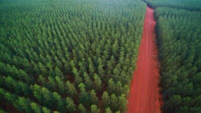 Suzano conecta mais de 100 mil hectares de florestas em 2024