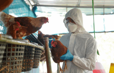 Confirmado primeiro foco de gripe aviária em granja comercial no Brasil