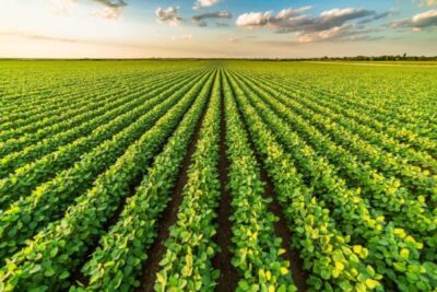 Associação questiona lei maranhense que restringe benefícios fiscais ao setor agroindustrial