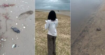 Mortes de aves marinhas no Maranhão causam alerta ambiental