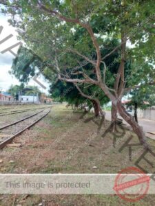 Após matéria do Blog do Leonardo Alves, Prefeitura de Codó acaba com matagal na Avenida Primeiro de Maio