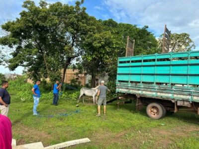 Prefeitura de Pinheiro inicia ação de captura de animais soltos nas ruas