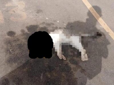 Gato é encontrado morto com sinais de envenenamento em condomínio de São Luís