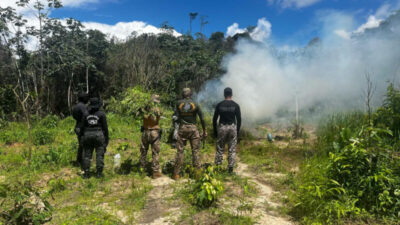 Mais de 36 mil pés de maconha são erradicados em primeiro dia de operação das forças especiais de segurança nas regiões do Gurupi e do Turi