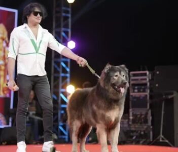Cão nascido do cruzamento com lobo é vendido por R$ 33 milhões