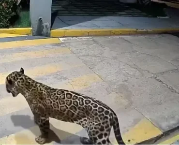 Ibama e Bombeiros procuram onça-pintada solta em Imperatriz no Maranhão