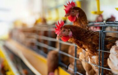 Brasil confirma primeiro caso de gripe aviária em granja comercial no RS e decreta emergência por 60 dias