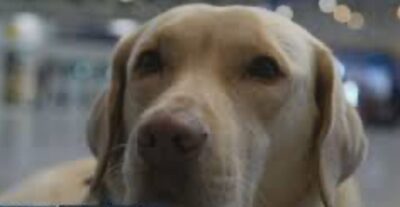 Finalmente, Cão Teddy chega a Portugal para se encontrar com menina autista