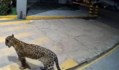 Prefeitura pede socorro para captura de onça solta em Imperatriz