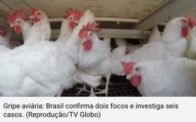 Gripe aviária: Brasil confirma dois focos e investiga seis casos