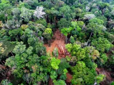 Justiça condena fazendeira maranhense por devastar área protegida no Maranhão