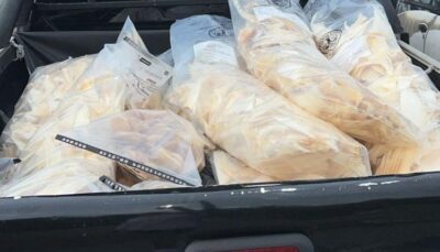Polícia Civil apreende 75kg de barbatanas de tubarão em base clandestina em São Luís