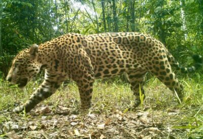 Onça pintada, tubarão lixa e boto cinza são alguns dos animais ameaçados de extinção no Maranhão