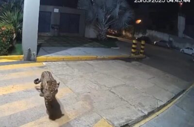 Onça-pintada é flagrada por câmeras de segurança em condomínio de Imperatriz