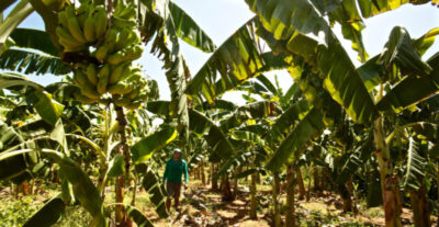 Agricultores familiares que preservam o meio ambiente obtiveram R$ 353,3 milhões em crédito do BNB