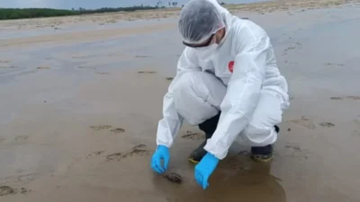Maranhão investiga mortes de aves marinhas; Aged alerta para risco de contaminação