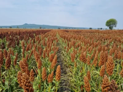 Maranhão realiza primeiro dia de campo do Sorgo em Sambaíba