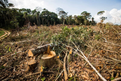 Desmatamento na Amazônia aumenta de 92% em maio comparado a igual período de 2024