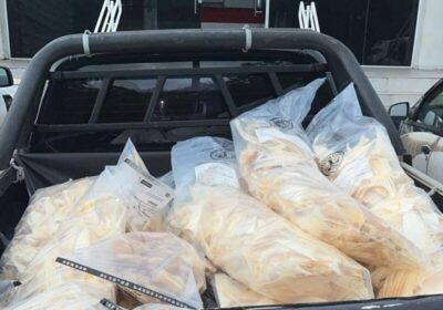Polícia Civil do Maranhão apreende 75kg de cartilagens de barbatanas que seriam enviadas para China e outros países asiáticos