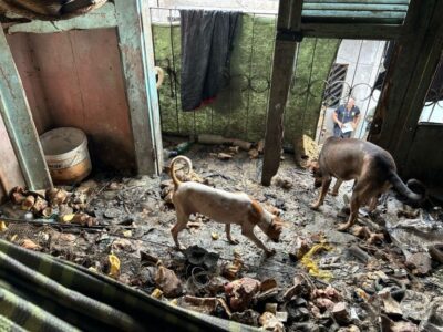 Operação da PC em São Luís resgata 12 cães vítimas de maus-tratos e prende suspeito