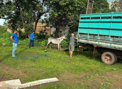 Prefeitura da cidade de Pinheiro inicia apreensões de animais em situação de rua