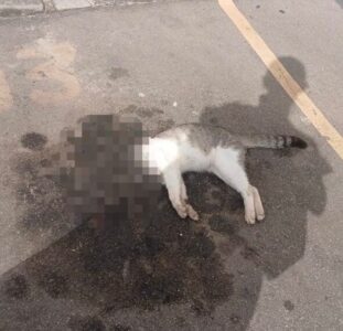 Suspeita de maus-tratos a animais dentro do condomínio Bella Cintra Club, em São José de Ribamar