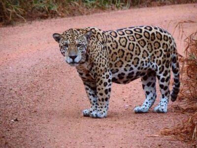 Onça-pintada está em perigo de extinção no Maranhão