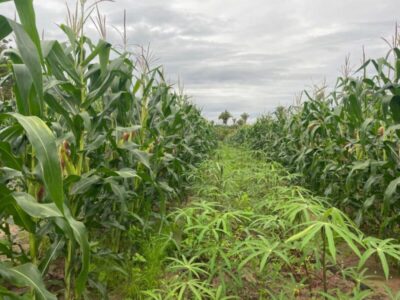 Manejo da Roça Sustentável é tema de dia de campo em São Luís nesta segunda-feira