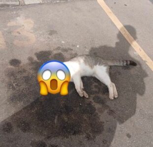Suspeita de maus-tratos a animais dentro do condomínio Bella Cintra Club, em São José de Ribamar