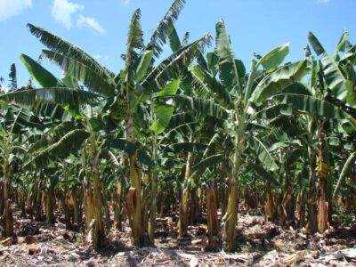 Crescer verticalmente é o grande desafio da bananicultura no Brasil