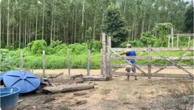 FIEMA e CIEMA manifestam apoio à Suzano após suspensão da reintegração da Fazenda Jurema
