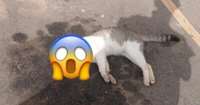 Maus-tratos em série assustam moradores do Bella Cintra Club, em Ribamar