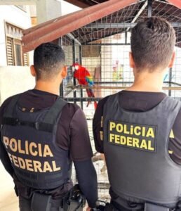 Operação Pátio Subdolus: PF e Ibama combatem comércio ilegal de produtos florestais no MA
