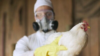 Gripe aviária no Tocantins é de baixa patogenicidade; não há riscos