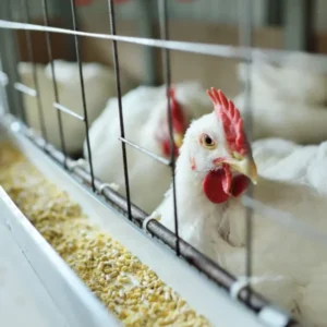 Aged reforça fiscalização em granjas para evitar gripe aviária no Maranhão