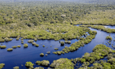 Quase todos os biomas registraram redução do desmatamento em 2024