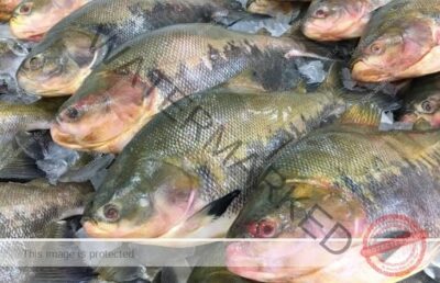 MP instaura Procedimento Investigatório Criminal para apurar suposta doação de peixes pelo prefeito de Coroatá ao município de Peritoró e existência de funcionários fantasmas