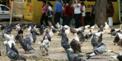 OLHA O POMBO! Município de São Luís deve realizar o controle da ave na área urbana