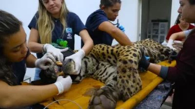 Onça pintada que devorou caseiro foi capturada e está muito doente