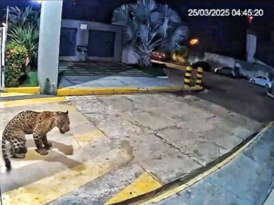 Onça-pintada é flagrada andando em frente a um condomínio de Imperatriz