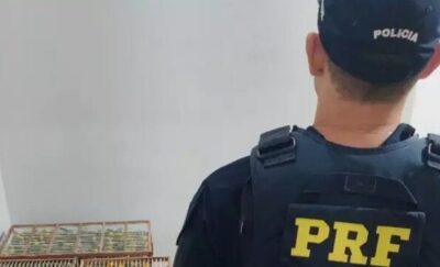 Destino era o Maranhão: Resgatados no Pará pássaros silvestres transportados ilegalmente