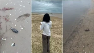 Investigação sobre doença misteriosa mata aves marinhas no Maranhão