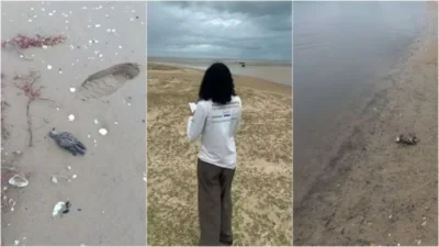 Investigação Sobre Doença Misteriosa Mata Aves Marinhas no Maranhão